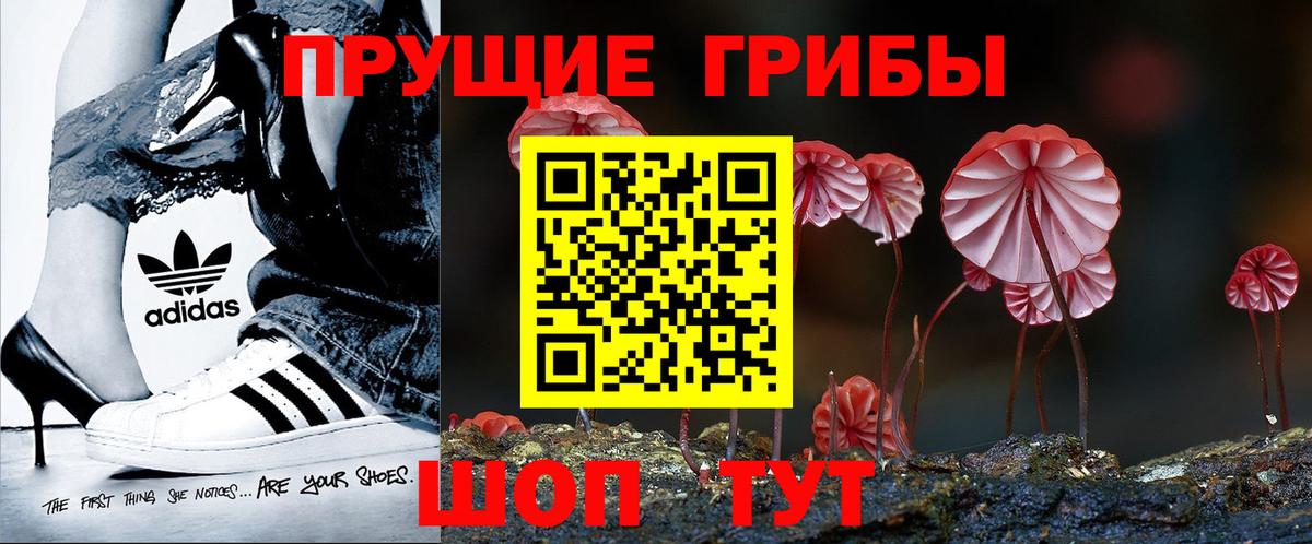 Псилоцибиновые грибы Psilocybe Кострома
